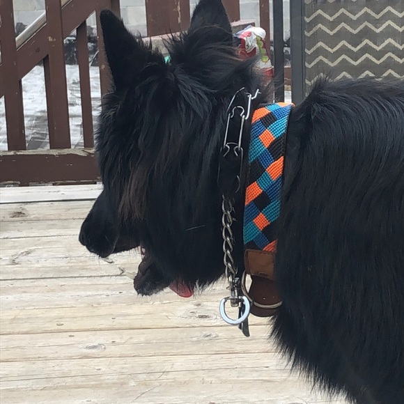 Meet your Posher, Maggie - Picture 1 of 1